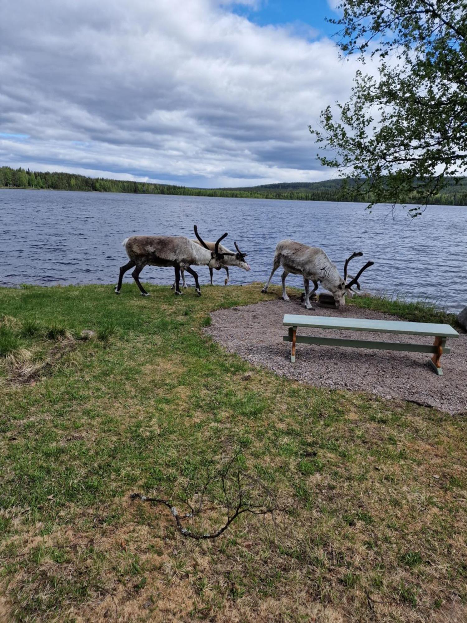 Reindeer Lake Resort Lampsijarvi Экстерьер фото