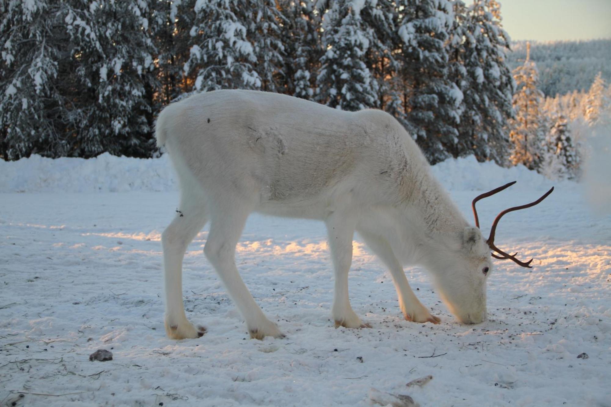 Reindeer Lake Resort Lampsijarvi Экстерьер фото