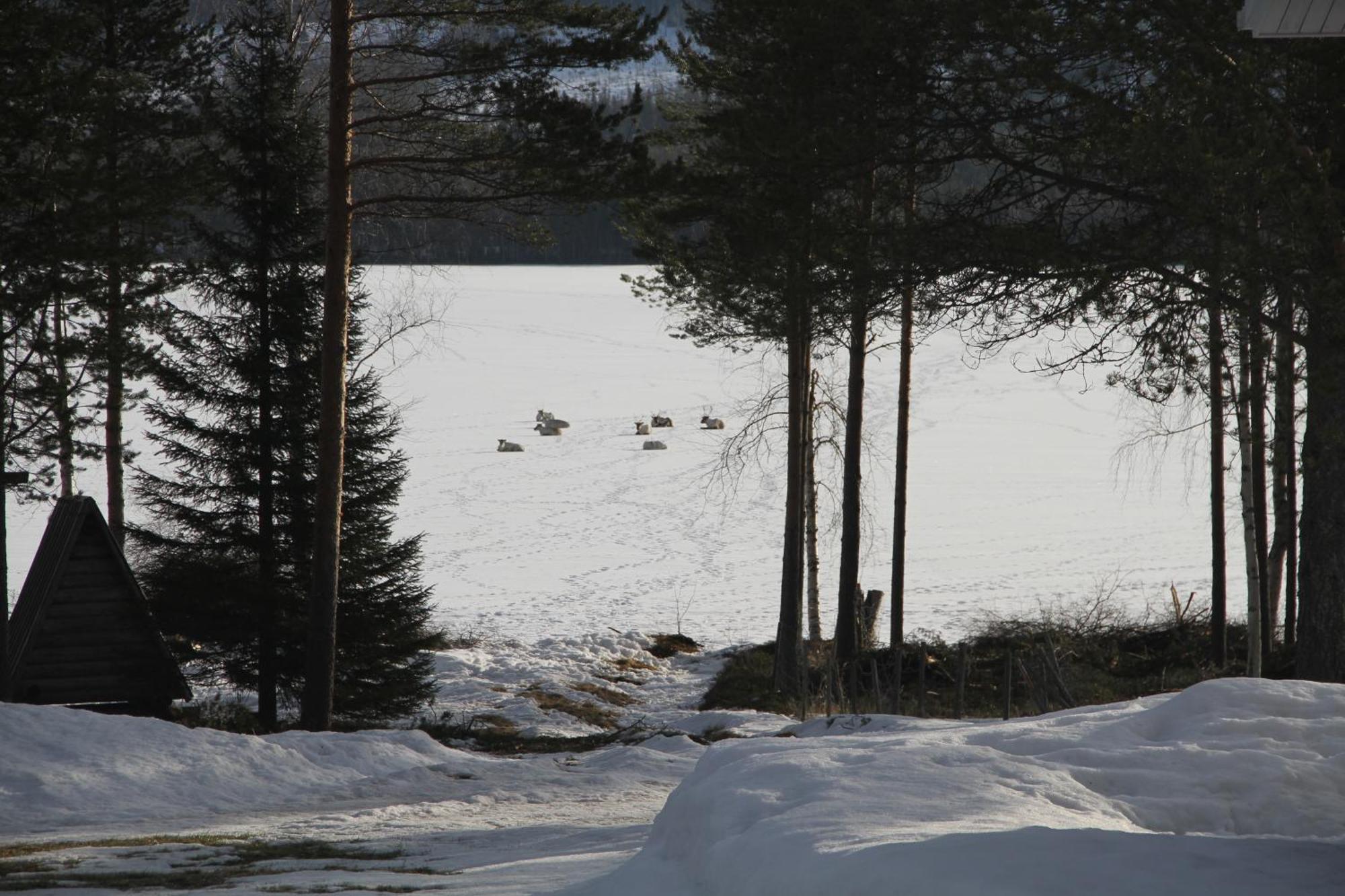 Reindeer Lake Resort Lampsijarvi Экстерьер фото